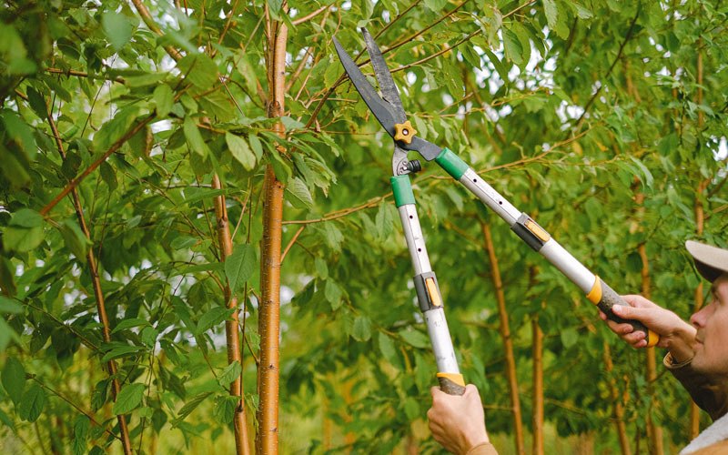Tree trimming in Bentonville, AR